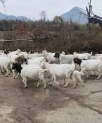 35只山羊集体“出逃”,价值10W,幸亏...