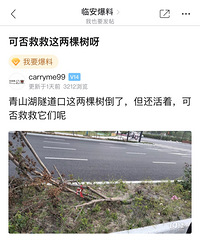 【小金跑现场】第591期:网民发帖呼吁救救青山湖隧道口两棵树