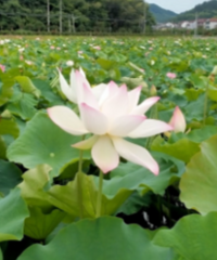临安射干村荷花开得正好