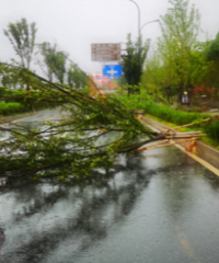才下了1小时雨,科技大道倒了20棵树