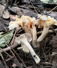 发现全球新物种,就在临安天目山!