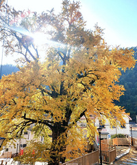 ǧ��������Ҳ�����˻ƽ�Ҷ��