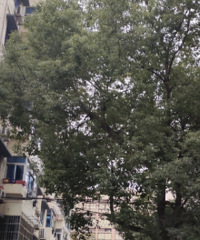 5层高的树木挡住阳光,能修剪吗?