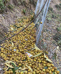 ¶ɽҿ˲ˣԤףɹյĶ 