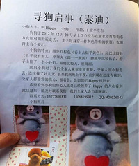 泰迪走丢了,全家人好伤心,真心求扩散,好人一生平安!
