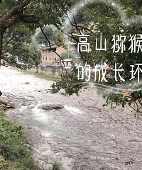高山猕猴桃,吃的放心才是最重要!
