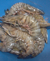 菠萝吃货记(私房菜 金蓉焖锅虾)