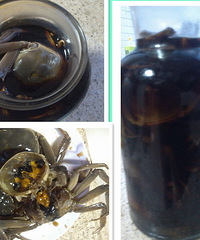 菠萝吃货记(私房菜:酱毛蟹、快捷海鲜火锅)