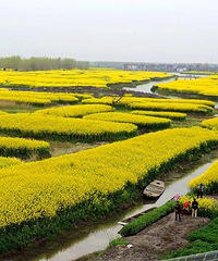 "江苏最美油菜花海-----兴化黑高村千岛菜花"
