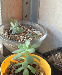 �����ֶ�����ô����ô���أ��ڸ��˺ü��ź�