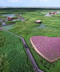 宁波哪里好玩之杭州湾国家湿地公园