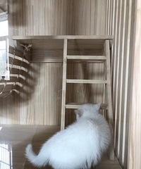 爱猫人士,专属定制