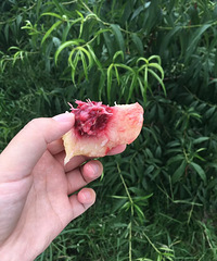 宁波特产TOP 奉化水蜜桃 7月10号左右上市