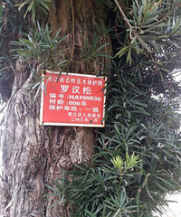 800多年树龄的罗汉松【照片】你们见过最大树龄是多少年?