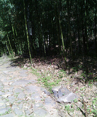 2014年5月8日七里林场游