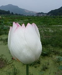 7月5日跟一起走吧游龙游年年红紫檀国学园