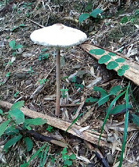 8月2日杨坞--周公山--下姜--九华--云头行