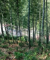 8月6日走早田--溪源山--银坑--洞口