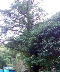 8月21日:大俱源--天湖山庄--田铺--横坞--雷达站