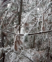 海拔八百米山上的雪与冰凌--2015年1月31日记