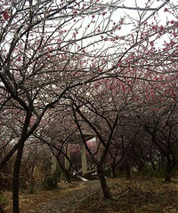 见过吗?七里出现冻雨奇景 美不胜收