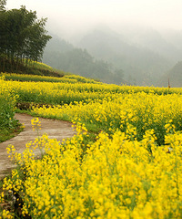 3月28号去开化看最美的杜鹃花(梯田油菜花)