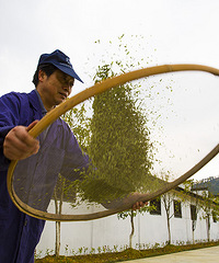 开化龙顶开采啦!