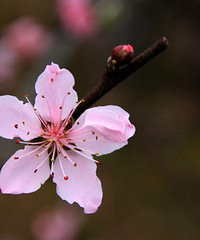 桃花依旧笑春风