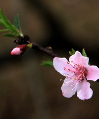 桃花依旧笑春风