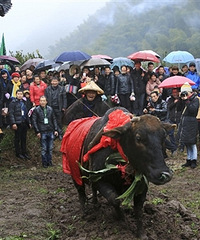 知否?知否?因是衢州年俗