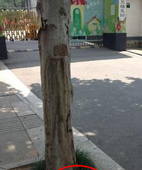 "机关幼儿园门口 奶奶竟然教孩子随地扔地瓜皮(图)"