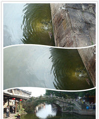 看到安昌古镇有几家酒楼把油水污水直接排到河里