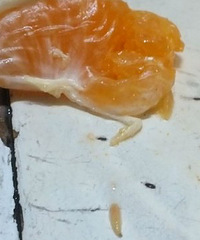 地摊上买的橘子吃出四条蛆虫 看得我都不敢吃橘子了