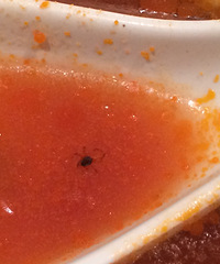 "孕妇在世茂永和大王招牌番茄牛肉面吃到蜘蛛!两只!!"