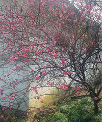 【红黄蓝孕妈日记】+春天貌似来咯