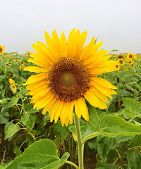 【宝宝日记】+玥玥の滨海新城赏花记