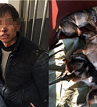 这些被毒死的狗 吃了会怎样?