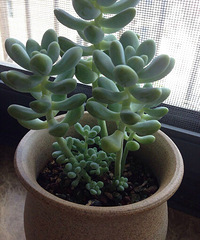 ��Ʊ��ҼҶ���