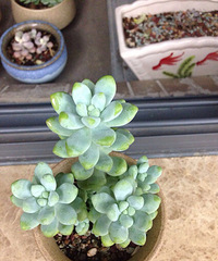 ���ҵĶ����