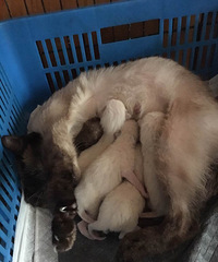 �Լҵ����ޱ�������