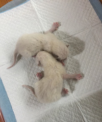 ���ޱ����Ҳ�ʺ����