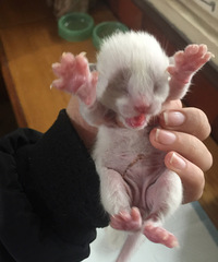 ���ޱ����Ҳ�ʺ����