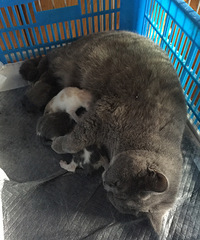 �Լҵ�Ӣ�̱����������Ҳ�ʺ��