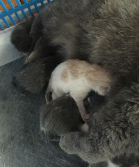 �Լҵ�Ӣ�̱����������Ҳ�ʺ��