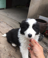 ���ָ�Ʒ�ʱ����������¼�