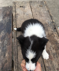 5.1�����ؼ۳���600