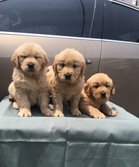 ��Ʒ�ʴ�ͷ��ë����