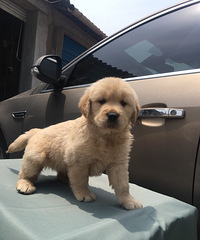 ��Ʒ�ʴ�ͷ��ë����