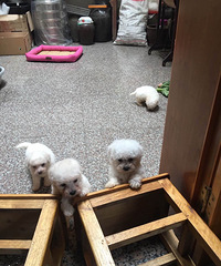 С���ܳ���