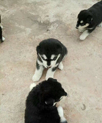 ���ͺ�ʮ�ְ���˹�ӳ���